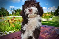 Diva, a female Havanese and Poodle - Toy  for sale in Marshfield, MO – 9 of 10