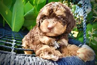 Jazz-LABOR DAY SALE-TAKE $100 OFF!!!, a male Havanese and Havapoo for sale in Marshfield, MO – 5 of 10