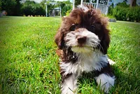 Diva, a female Havanese and Poodle - Toy  for sale in Marshfield, MO – 6 of 10
