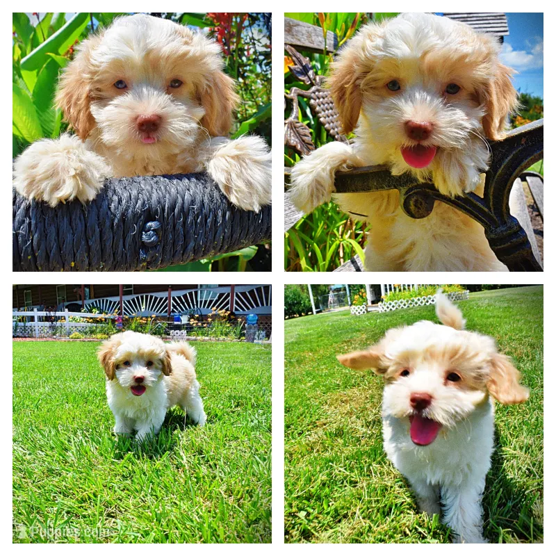 Darlin – Havanese, Poodle - Toy  puppy for sale in Marshfield, MO
