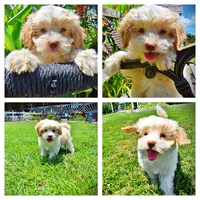 Darlin, a female Havanese and Poodle - Toy  for sale in Marshfield, MO – 1 of 10