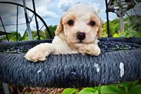 Ashley, a female Havanese and Poodle - Toy  for sale in Marshfield, MO – 6 of 10