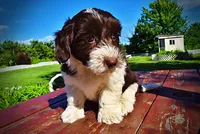 Bubbles, a female Havanese and Poodle - Toy  for sale in Marshfield, MO – 6 of 9