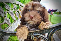 Frisky, a female Havanese and Poodle - Toy  for sale in Marshfield, MO – 4 of 10