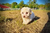 Leo, a male Havapoo for sale in Marshfield, MO – 5 of 9