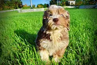Elektra, a female Havanese and Poodle - Toy  for sale in Marshfield, MO – 9 of 10