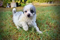 Milo, a male Havapoo for sale in Marshfield, MO – 7 of 10