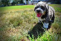 Icon-LABOR DAY SALE-TAKE $100 OFF!!!, a male Havanese and Poodle - Toy  for sale in Marshfield, MO – 7 of 10