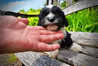 Scout, a male Havanese and Poodle - Toy  for sale in Marshfield, MO – 2 of 9