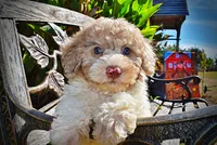 Noodles, a female Havapoo for sale in Marshfield, MO – 4 of 10