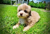 Eartha, a female Havanese and Poodle - Toy  for sale in Marshfield, MO – 6 of 10