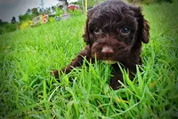 Vader, a male Havanese and Poodle - Toy  for sale in Marshfield, MO – 4 of 9