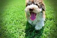 Domino, a male Havanese and Poodle - Toy  for sale in Marshfield, MO – 7 of 10