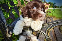 Bandit, a male Havanese and Poodle - Toy  for sale in Marshfield, MO – 3 of 10