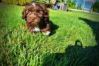 Chewy, a male Havanese and Poodle - Toy  for sale in Marshfield, MO – 7 of 10