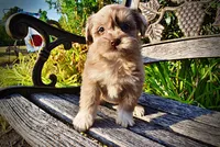 Marbles, a female Havapoo for sale in Marshfield, MO – 6 of 10