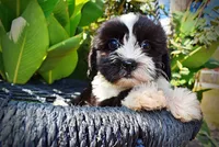 Kibbles, a male Havanese and Havapoo for sale in Marshfield, MO – 3 of 10