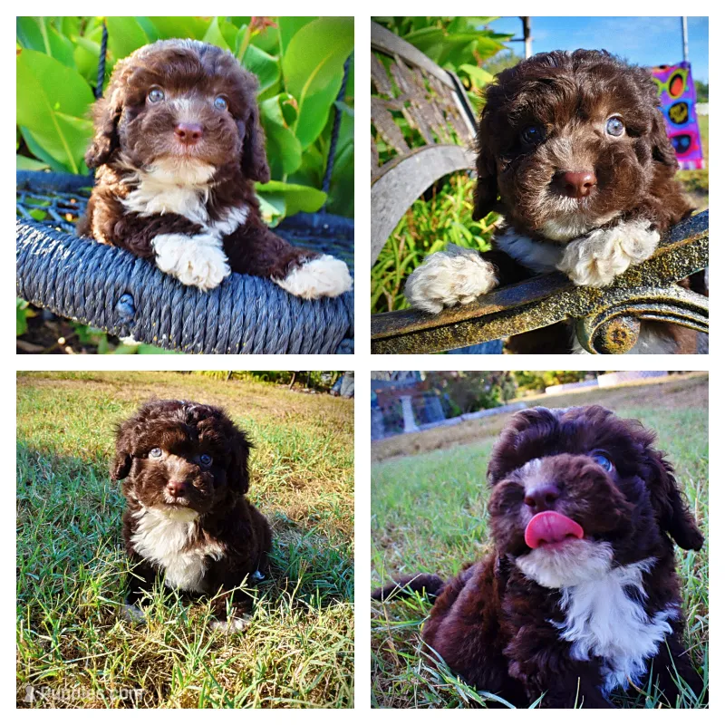 Lucky – Havapoo puppy for sale in Marshfield, MO
