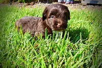 Hershey, a male Havanese and Poodle - Toy  for sale in Marshfield, MO – 6 of 10