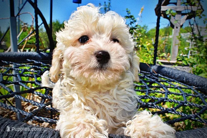 Nash – Havanese, Poodle - Toy  puppy for sale in Marshfield, MO