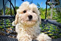 Nash, a male Havanese and Poodle - Toy  for sale in Marshfield, MO – Photo 1 of 8