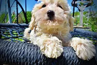 Nash, a male Havanese and Poodle - Toy  for sale in Marshfield, MO – Photo 3 of 8