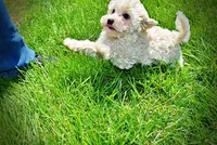 Nash, a male Havanese and Poodle - Toy  for sale in Marshfield, MO – Photo 5 of 8