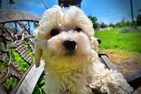 Nash, a male Havanese and Poodle - Toy  for sale in Marshfield, MO – Photo 2 of 8