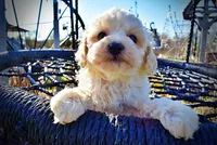 Nash, a male Havanese and Poodle - Toy  for sale in Marshfield, MO – Photo 2 of 10