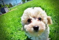 Nash, a male Havanese and Poodle - Toy  for sale in Marshfield, MO – Photo 6 of 8