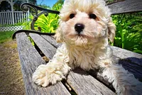 Nash, a male Havanese and Poodle - Toy  for sale in Marshfield, MO – Photo 4 of 8