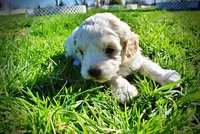Nash, a male Havanese and Poodle - Toy  for sale in Marshfield, MO – Photo 8 of 10