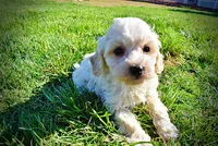 Nash, a male Havanese and Poodle - Toy  for sale in Marshfield, MO – Photo 8 of 10