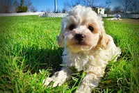 Nash, a male Havanese and Poodle - Toy  for sale in Marshfield, MO – Photo 4 of 10