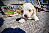 Nash, a male Havanese and Poodle - Toy  for sale in Marshfield, MO – Photo 4 of 10
