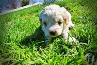 Nash, a male Havanese and Poodle - Toy  for sale in Marshfield, MO – Photo 5 of 10