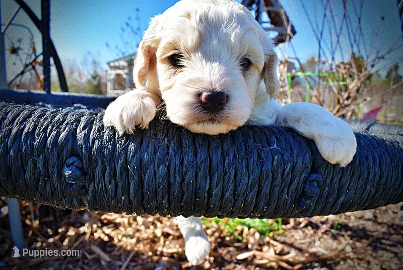 Nash – Havanese, Poodle - Toy  puppy for sale in Marshfield, MO