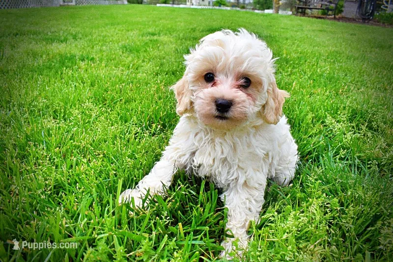 Nash – Havanese, Poodle - Toy  puppy for sale in Marshfield, MO