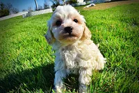 Nash, a male Havanese and Poodle - Toy  for sale in Marshfield, MO – Photo 7 of 10