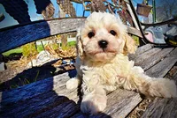 Nash, a male Havanese and Poodle - Toy  for sale in Marshfield, MO – Photo 3 of 10