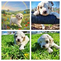 Nash, a male Havanese and Poodle - Toy  for sale in Marshfield, MO – Photo 9 of 10