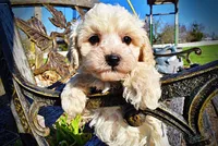 Nash, a male Havanese and Poodle - Toy  for sale in Marshfield, MO – Photo 1 of 10