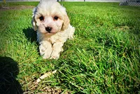 Nash, a male Havanese and Poodle - Toy  for sale in Marshfield, MO – Photo 9 of 10
