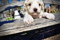 Nash, a male Havanese and Poodle - Toy  for sale in Marshfield, MO – Photo 2 of 10