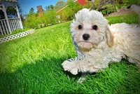 Nash, a male Havanese and Poodle - Toy  for sale in Marshfield, MO – Photo 7 of 8