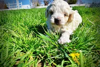 Nash, a male Havanese and Poodle - Toy  for sale in Marshfield, MO – Photo 7 of 10