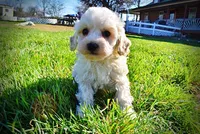 Nash, a male Havanese and Poodle - Toy  for sale in Marshfield, MO – Photo 5 of 10