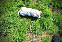 Nash, a male Havanese and Poodle - Toy  for sale in Marshfield, MO – Photo 6 of 10