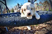 Nash, a male Havanese and Poodle - Toy  for sale in Marshfield, MO – Photo 3 of 10
