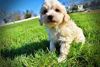 Nash, a male Havanese and Poodle - Toy  for sale in Marshfield, MO – Photo 6 of 10